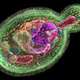 Illustration for article titled Geneticists Discover a Way to Extend Lifespans to 800 Years